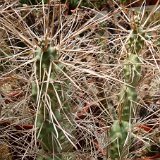 Tephrocactus articulatus paediophilus ©JL coll. P1060656.JPG